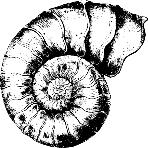 Ammonite Fossil