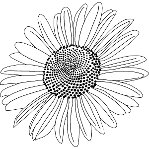 Marguerite Daisy