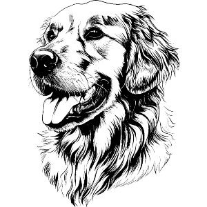 Golden Retriever Portrait