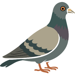 Common Pigeon