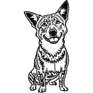 Smiling Australian Cattle Dog
