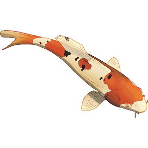 Koi Fish