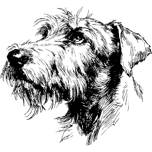 Irish Wolfhound Portrait