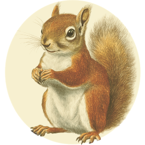 Red Squirrel Side View