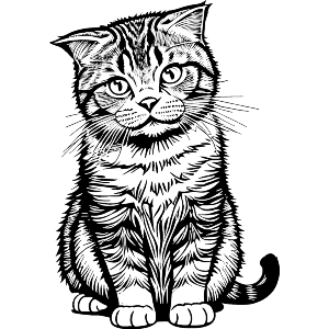 Scottish Fold Cat