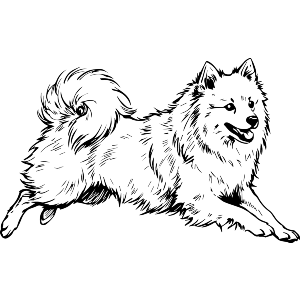 Beautiful Spitz Dog