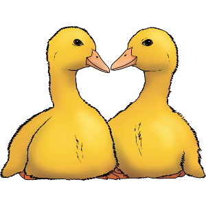 Cuddling Ducklings