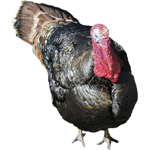 Adult Turkey
