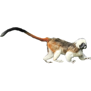 Cotton-top Tamarin