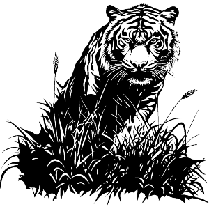 Tiger in Grass