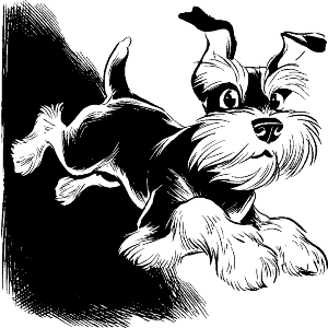 Schnauzer Jumping