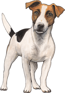 Jack Russell
