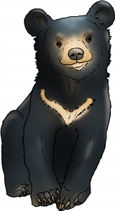 Asiatic Bear Cub