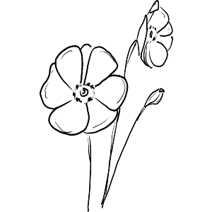 Poppies
