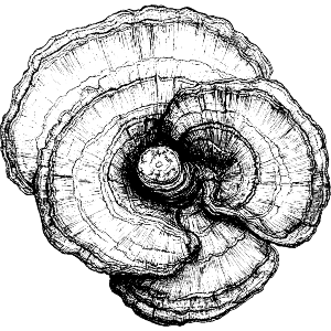 Ganoderma Lucidum