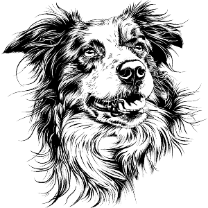 Australian Shepherd Portrait