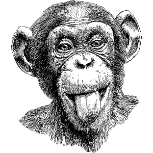 Cheeky Chimpanzee