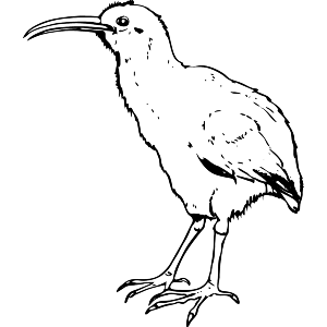 Kiwi Bird