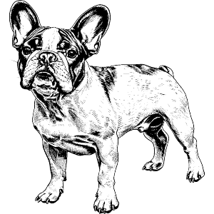 French Bulldog Standing