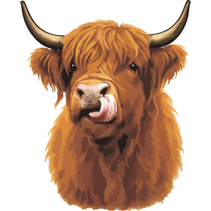 Highland Cow With Its Tongue Out