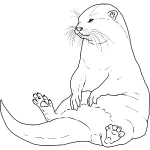 Chubby Otter