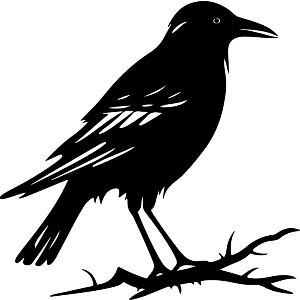 Crow On Spikey Branch