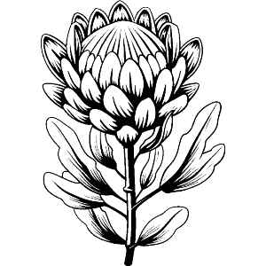 Protea Flower