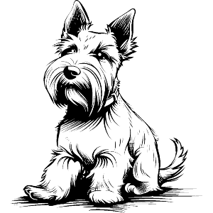Scottish Terrier Sitting