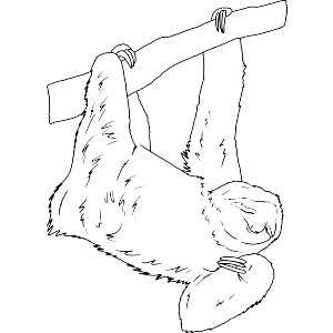 Cute Dangling Sloth