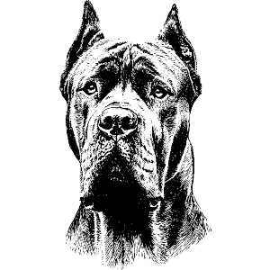 Cane Corso Dog Portrait