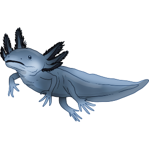 Blue Axolotl