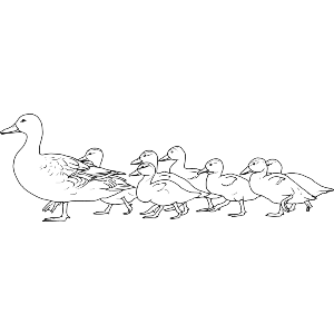 Duck Family Following