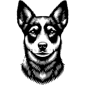 Lancashire Heeler