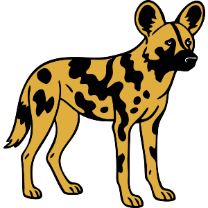 African Wild Dog