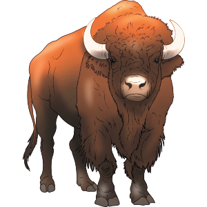 Wild Bison