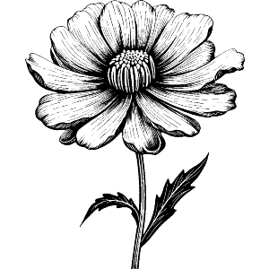Daisy