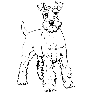 Proud Schnauzer