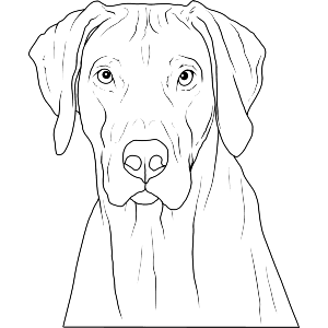 Rhodesian Ridgeback Dog Face