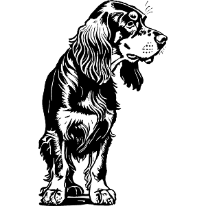 Gordon Setter Standing