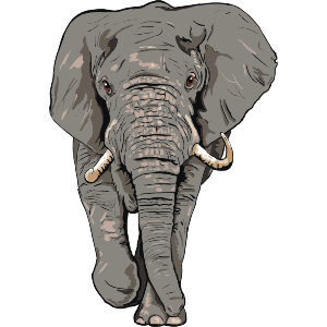 Grey Elephant