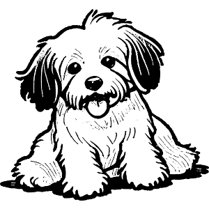 Havanese Dog Sitting