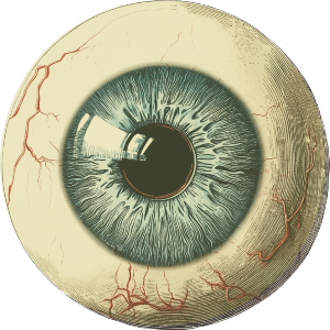 Eyeball Front View