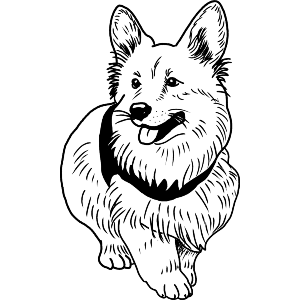 Corgi Dog