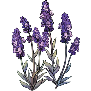 Lavender Flowers