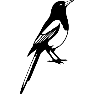 Magpie Looking Up