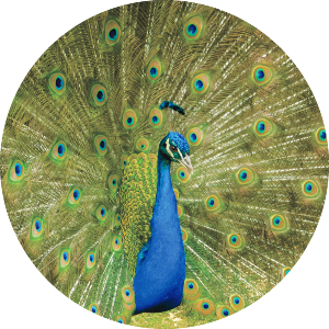 Peacock Display