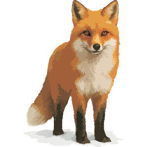 Red Fox Standing In Snow