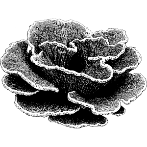 Table Coral