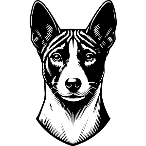 Basenji