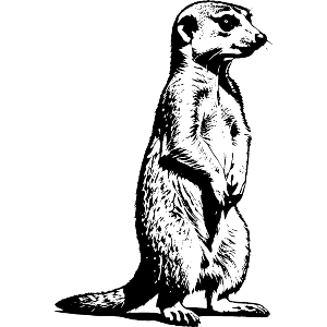 Meerkat Standing Guard